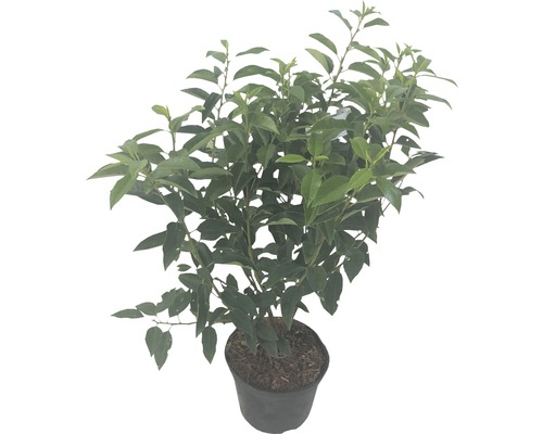 Laurierkers in pot