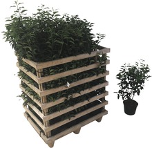 Pallet met laurierplanten en een enkele laurierplant in pot