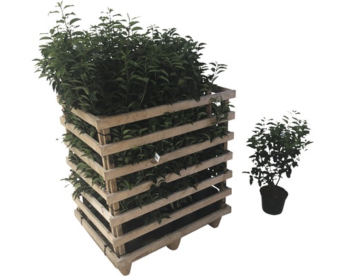 Pallet met laurierplanten en een enkele laurierplant in pot