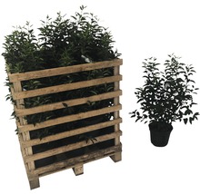 Plantenpallet met laurierkers in pot