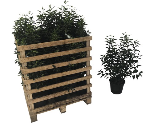 Plantenpallet met laurierkers in pot