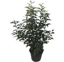 Japanse Aucuba plant in pot
