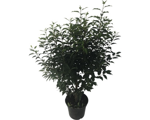 Laurierboom met groene bladeren in pot