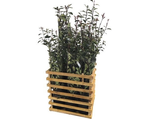 FLORASELF Glansmispel Photinia fraseri 'Pink Marble' potmaat 15 Liter H 125-150 cm 9 st. ca. 4 meter haag