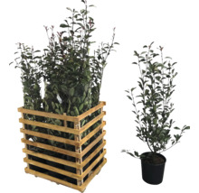 Laurierkers planten in houten krat en in pot