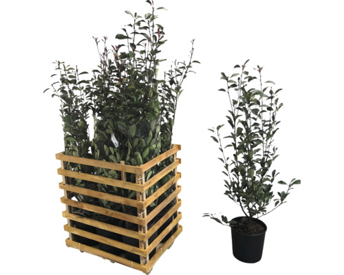 Laurierkers planten in houten krat en in pot