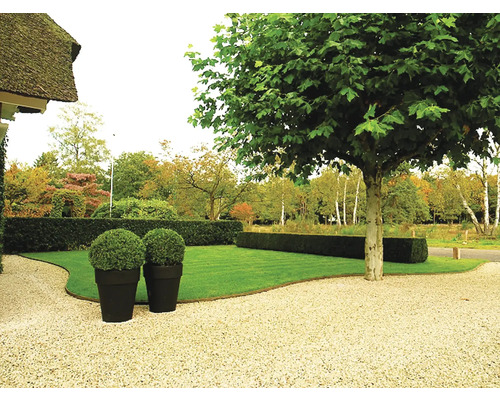 Aangelegde tuin met gazon, haag, boom en plantenbakken
