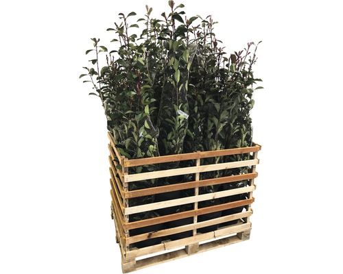 FLORASELF Glansmispel Photinia fraseri 'Pink Marble' potmaat 15 Liter H 125-150 cm 18 st. ca. 7 meter haag