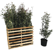 Pallet met laurierkersplanten en een enkele laurierkersplant in een pot