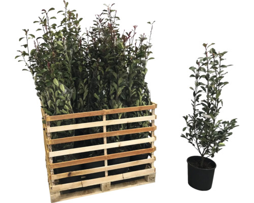 Pallet met laurierkersplanten en een enkele laurierkersplant in een pot