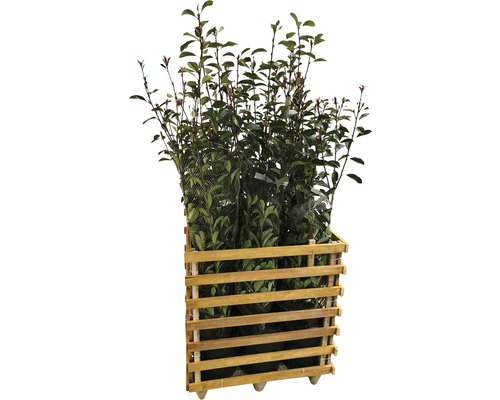 Meerdere laurierplanten in houten kist