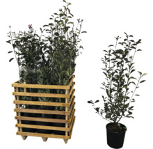 Laurierkersen in houten kist en afzonderlijke pot