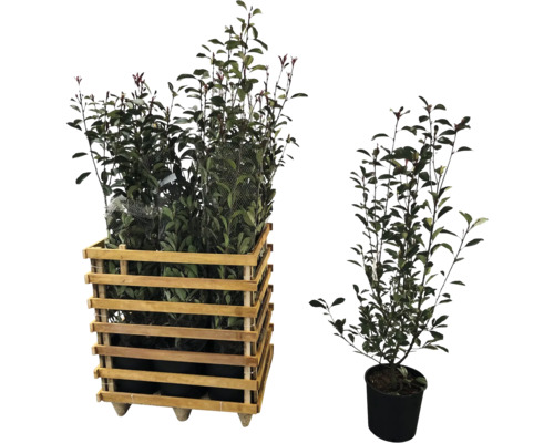 Laurierkersen in houten kist en afzonderlijke pot