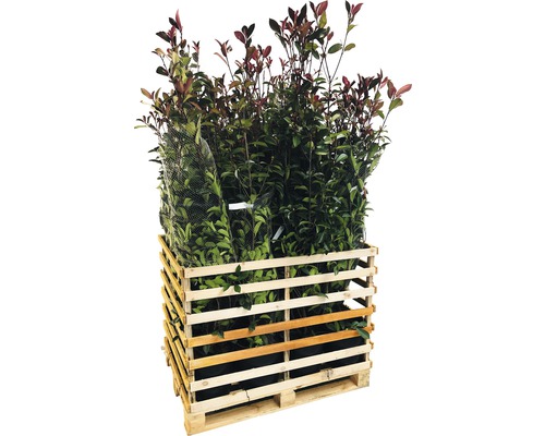 Pallet met laurierkersplanten