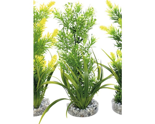 Decoratieve aquariumplanten met kiezelvoet