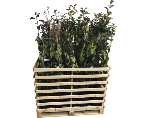 Pallet met diverse laurierstruiken in potten.