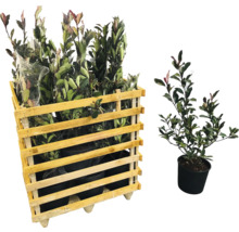 Pallet met laurierkersplanten en individuele laurierkers in pot