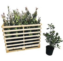 Pallet met laurierkersplanten en een enkele plant in pot