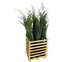 Meerdere schijncipressen in een houten kist