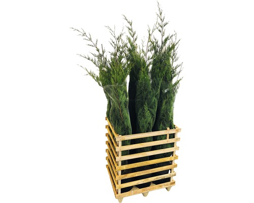 Meerdere schijncipressen in een houten kist