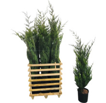 Meerdere thuja's in een houten krat en een enkele thuja in een pot.