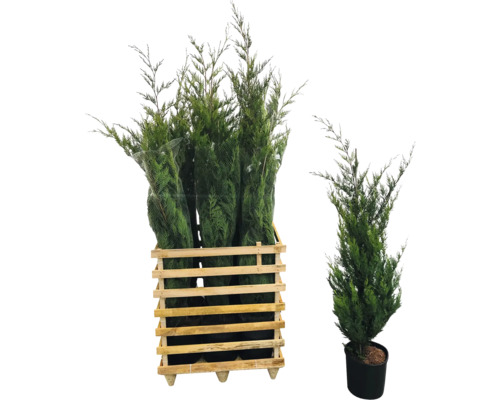 Meerdere thuja's in een houten krat en een enkele thuja in een pot.