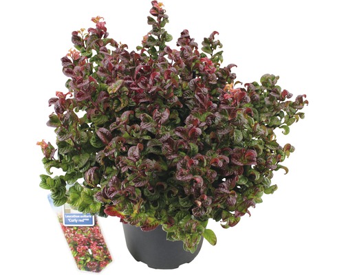 FLORASELF Druifheide Leucothoe Axillaris 'Curly Red' potmaat Ø 23 cm H 30- 40 cm Groenblijvende struik in een pot