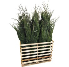 Pallet met meerdere coniferen, verpakt in een net