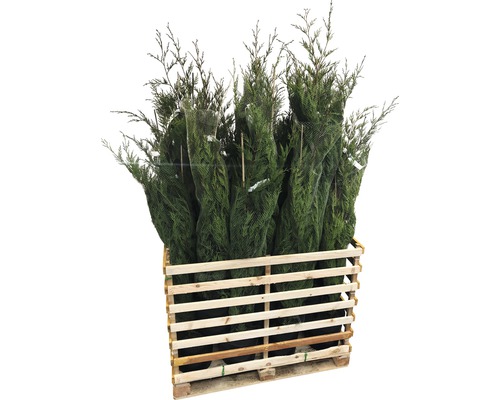 Pallet met meerdere coniferen, verpakt in een net