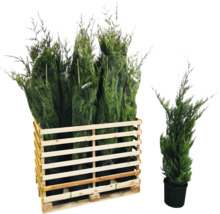 Meerdere zuilcipressen in een houten container en één zuilcipres in een pot