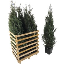 FLORASELF Californische cypres Chamaecyparis lawsoniana 'Columnaris Glauca' H 125-150 cm 6 st. ca. 2,5 meter haag