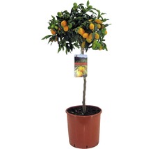 FLORASELF Chinese kumquat Fortunella margarita potmaat Ø 19.0 cm H 60-70 cm