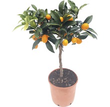 FLORASELF Chinese kumquat Fortunella margarita potmaat Ø 19.0 cm H 60-70 cm
