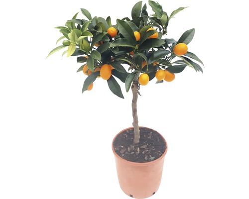 Kumquatboom in pot met vruchten en bladeren
