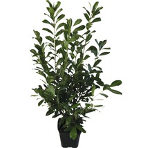 Laurierkers in pot