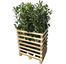 Laurierkers planten in een houten pallet