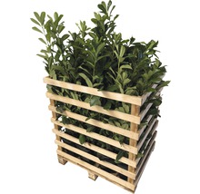 Pallet met laurierkersplanten