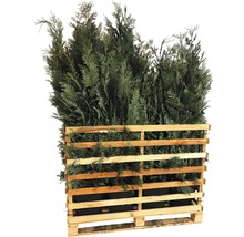 Pallet met frisgroene cipressenplanten.