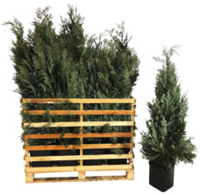 Verschillende cipressen in een houten raster en een enkele cipres in een pot