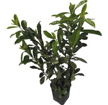 Laurierplant in pot