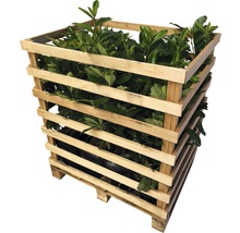 Pallet met laurierkersplanten