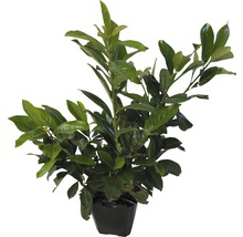 Laurierplant in pot