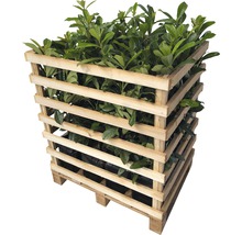 Pallet met laurierplanten voor de tuin