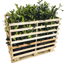 Pallet met laurierkersplanten in houten kooi