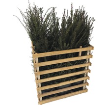 Taxus haag in houten krat