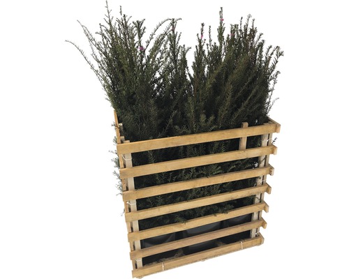 Taxus haag in houten krat