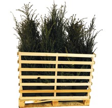Pallet met taxusplanten