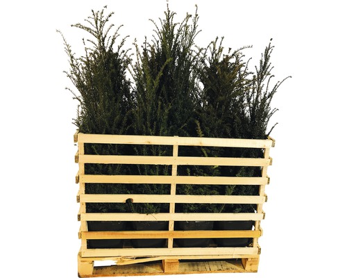 Pallet met taxusplanten