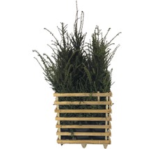 Taxus beplant in een houten kuip