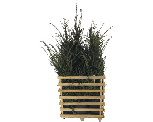 Taxus beplant in een houten kuip